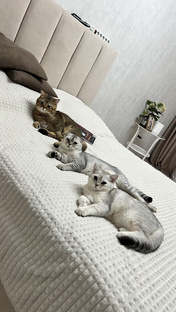 КотоСемья 😻