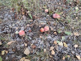 Красный мухомор и его влияние на жизнь