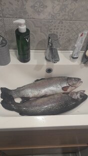 Форель на зимнюю снасть в РТ. 