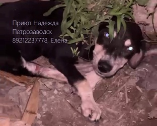 Тучка. Переломанный пес. Вылечен. Дома (25.12.25)