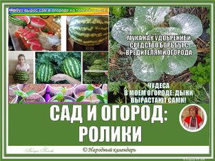 САД И ОГОРОД КРУГЛЫЙ ГОД: РОЛИКИ