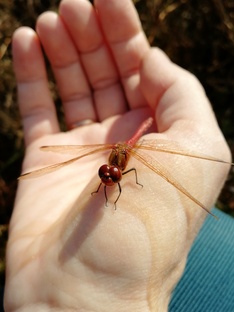 Встречи с братьями нашими меньшими