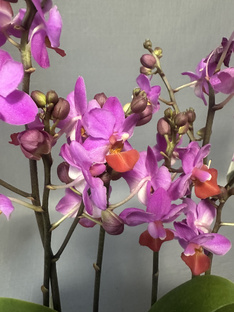 Продажа орхидей из Голландии. 