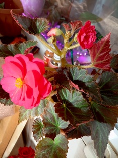 Моя цветочная душа