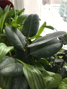 О растениях