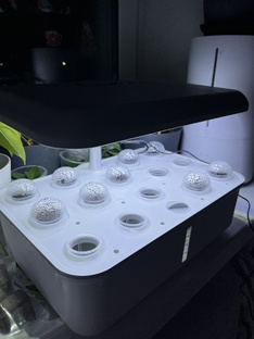 Клубника на окне