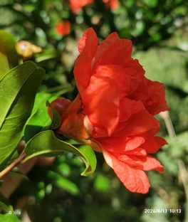 Гранаты, виды и сорта