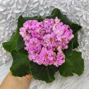 Фиалки. Селекция НД- Наталья Данилова-Суворова