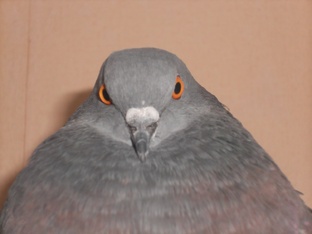 Мои истории о животных