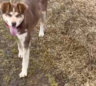 Айза и дочки Ночка с Тучкой со станции Калино 