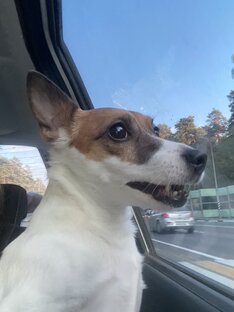 Всегда в пути 🐕