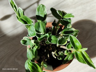 Dendrobium moniliforme