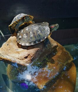 Наши Красноухие черепахи 🐢🐢