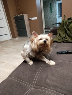 Домашние животные 