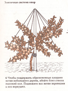 Плодовые культуры
