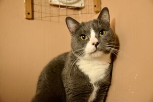 Знакомство с нашими хвостиками кошечками!