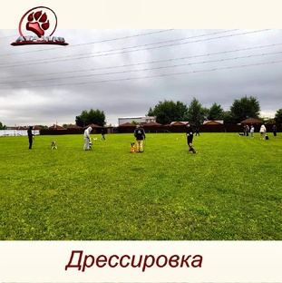 Дрессировка