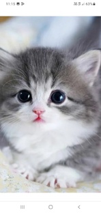 милые животные! 🐱🐶🐾🦋