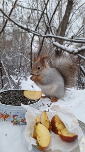 Белки и яблоки