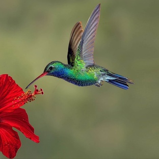 Колибри: крошечные чудеса с крыльями скорости