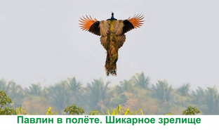 Терапевтические сказки