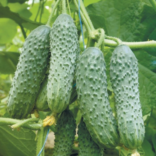 Маленький огород