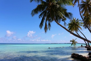 Дайвинг на Мальдивах. Маафуши.