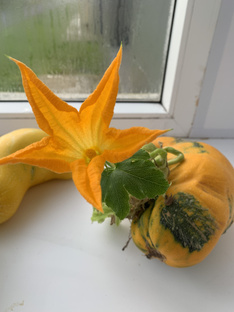 Кабачки и патиссоны