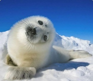 Письма из Арктики