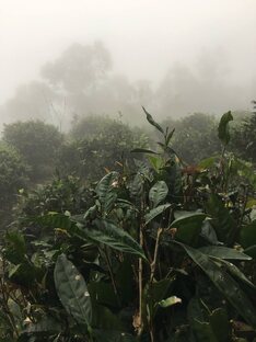 Улуны 乌龙茶