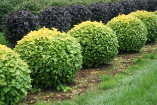 Пузыреплодник