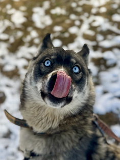 Пушистые таланты😄