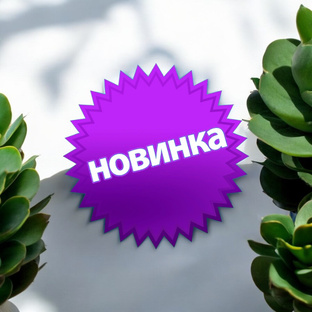 Новинки