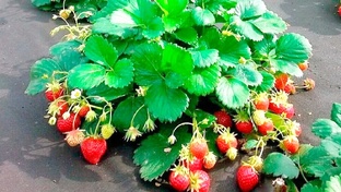 Земляника и Клубника 