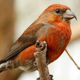 Клёст: птица-загадка с крестообразным клювом