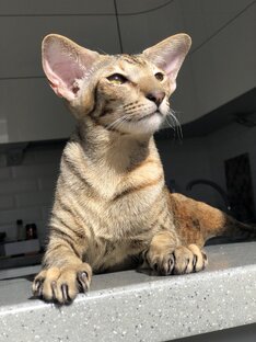 😻😻