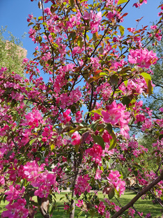 Уход за садом