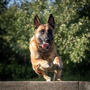 WinnerHund Pepsi♂