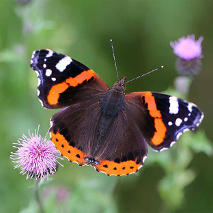 Адмирал бабочка: тайны, миграции и удивительная жизнь