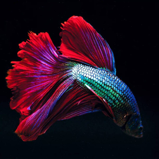 Кратко о петушках