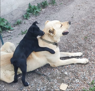 Собачьи хроники