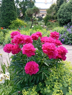 Любуемся цветами