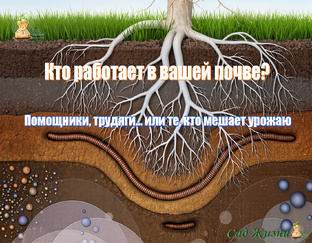 ЖИЗНЬ ПОД НОГАМИ