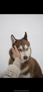 Гуманная кинология 