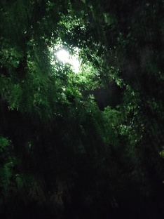 Шëпот света в кронах... 