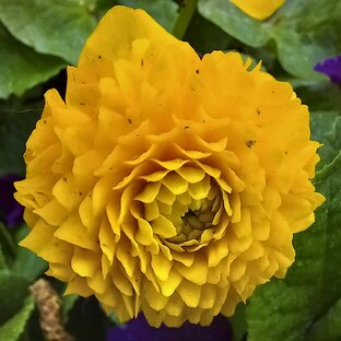 Цветы. Просто цветы