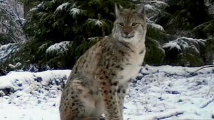 Разные звери в природе
