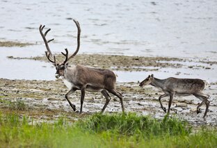 Дикий северный олень