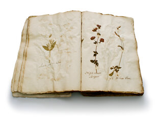 Целительная сила природы.