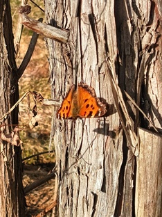 Рубрика "Странные сны"